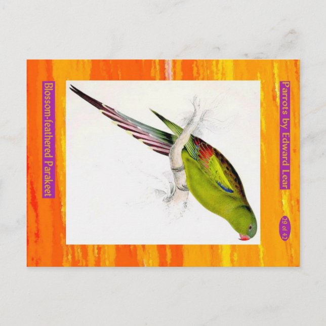 Edward Lear. Blossom-feathered Parakeet. Postcard (Front)