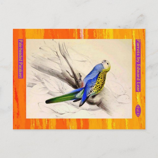 Edward Lear. Pale-headed Parakeet. Postcard (Front)