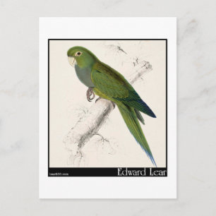 Edward Lear's Dwarf Parakeet-Macaw Postcard