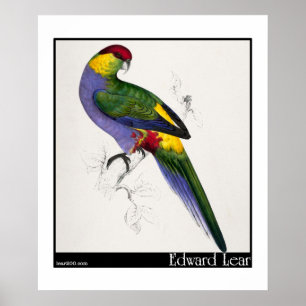 Edward Lear's Red-Capped Parakeet Male Poster