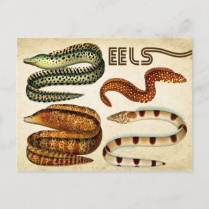 EELS POSTCARD
