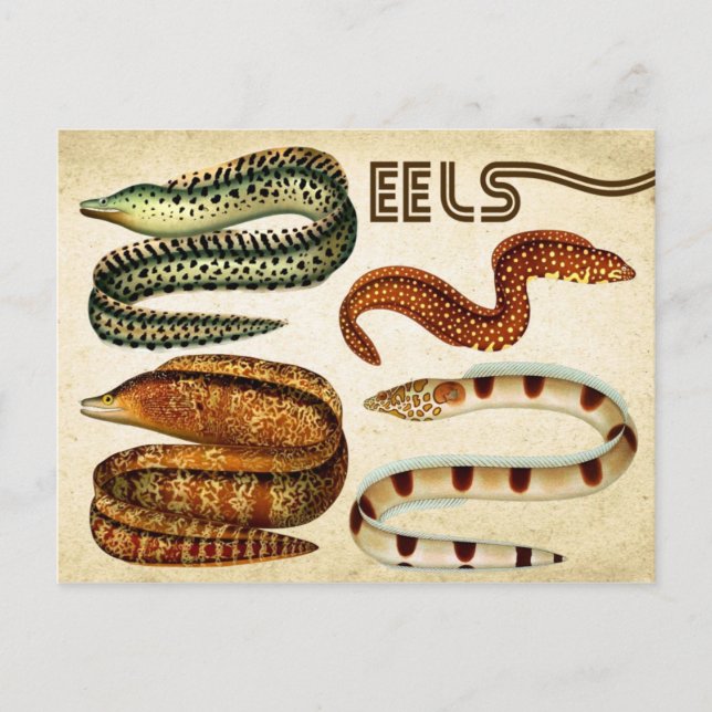 EELS POSTCARD (Front)