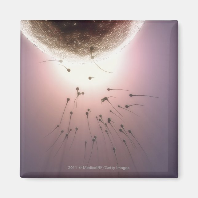 Egg being fertilised by sperm magnet (Front)