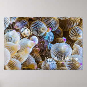 Egg Shell Shrimp Poster