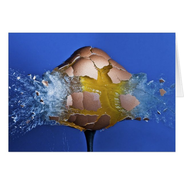 Eggceptional (Front Horizontal)