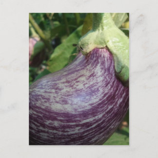 Eggplant Veggie Postcard