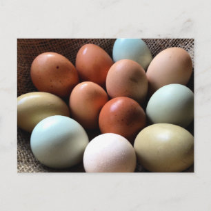 Eggs of all Shades Postcard