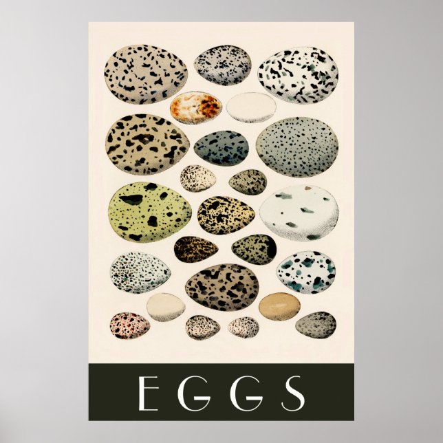 Eggs Poster (Front)