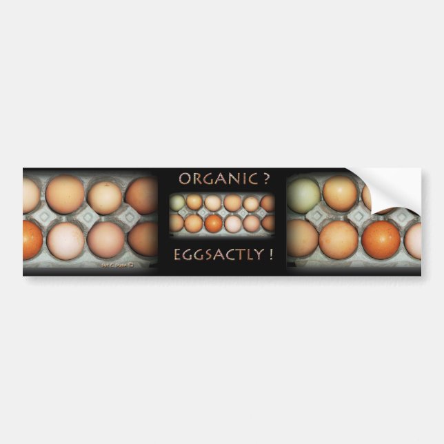 EGGSACTLY BUMPER STICKER (Front)