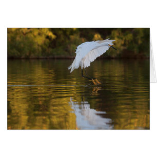 Egret in flight over golden pond