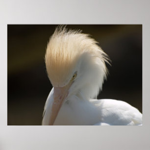 Egret Looking At You Poster
