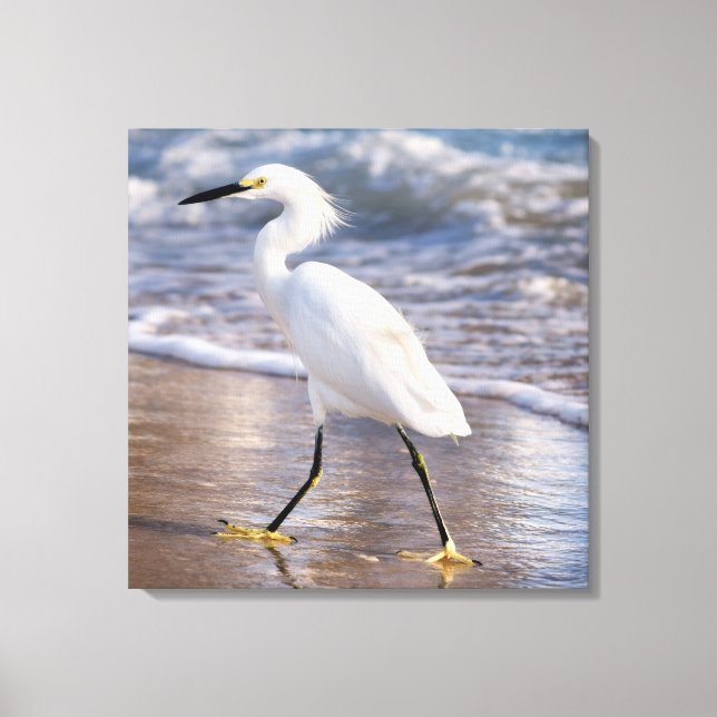 Egret on shoreline Canvas Print (Front)
