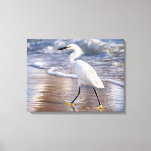 Egret on shoreline Canvas Print