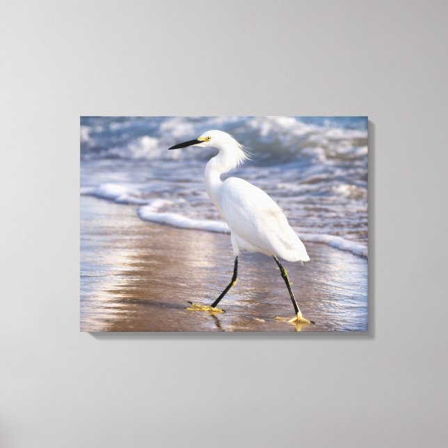 Egret on shoreline Canvas Print (Front)