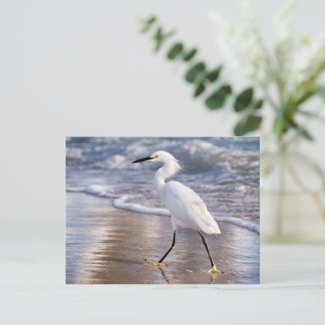 Egret on shoreline Photo Print Postcard (Standing Front)