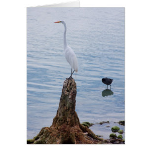 Egret Perch
