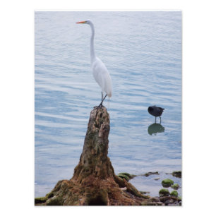 Egret Perch Photo Print