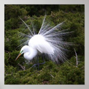 Egret Photo Poster