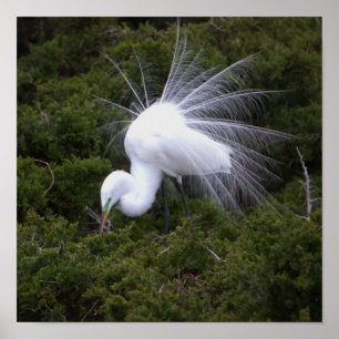 Egret Photo Poster