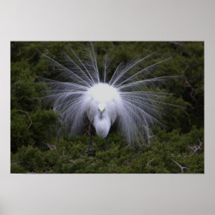 Egret Photo Poster