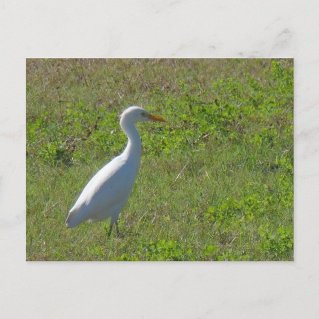 Egret Postcard (Front)