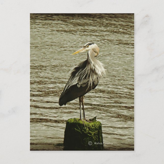 Egret Postcard (Front)