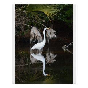 Egret & Reflection Photo Glossy Poster