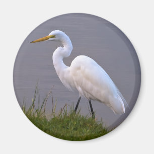 Egret Strolling in the Sunlight Magnet