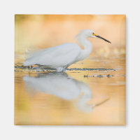Egret when the sun is setting