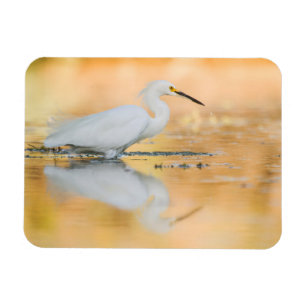 Egret When the Sun is Setting Magnet
