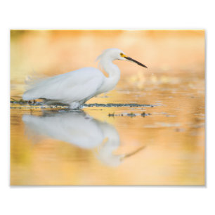 Egret when the sun is setting photo print