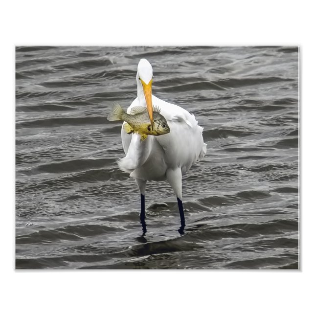 Egret With Lunch Photo Print (Front)