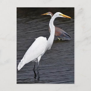 Egrets Postcard