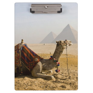 Egypt, Cairo. A lone camel Clipboard