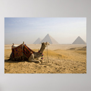 Egypt, Cairo. A lone camel gazes across the Poster
