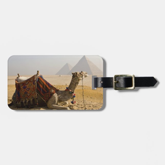 Egypt, Cairo. A lone camel Luggage Tag (Front Horizontal)