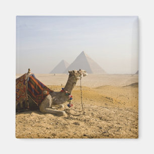 Egypt, Cairo. A lone camel Magnet