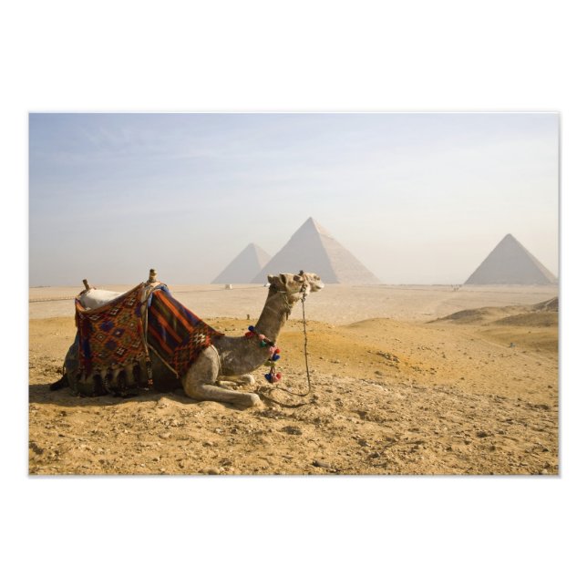 Egypt, Cairo. A lone camel Photo Print (Front)