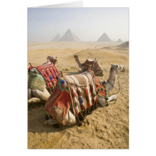 Egypt, Cairo. Resting camels