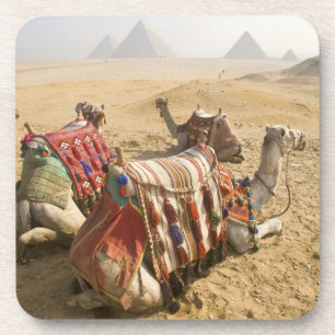 Egypt, Cairo. Resting camels Coaster