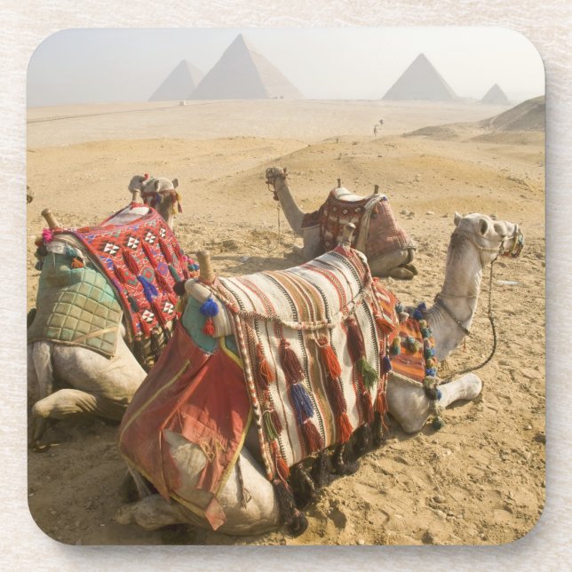 Egypt, Cairo. Resting camels Coaster (Front)