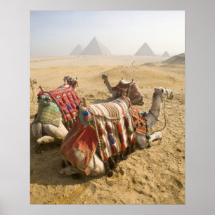 Egypt, Cairo. Resting camels gaze across the Poster