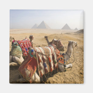 Egypt, Cairo. Resting camels Magnet