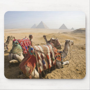 Egypt, Cairo. Resting camels Mouse Pad