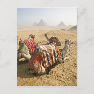 Egypt, Cairo. Resting camels Postcard