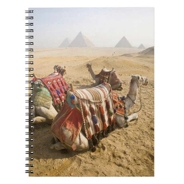 Egypt, Cairo. Resting camels Spiral Notebook (Front)