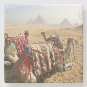Egypt, Cairo. Resting camels Stone Coaster