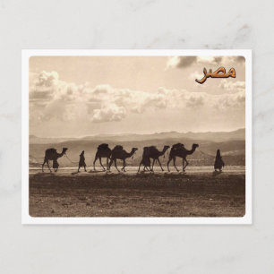 Egypt - Camels - Postcard
