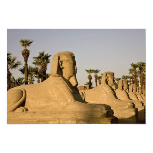 Egypt, Luxor. The Avenue of Sphinxes leads to Photo Print