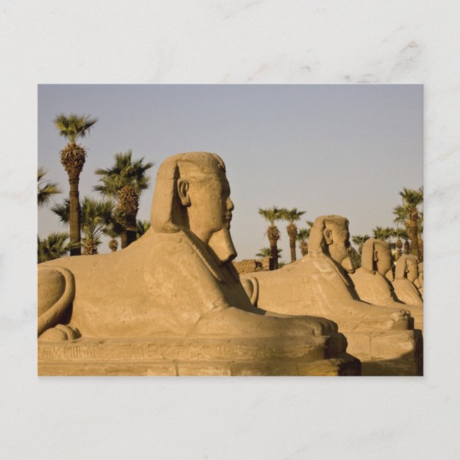 Egypt, Luxor. The Avenue of Sphinxes leads to Postcard (Front)
